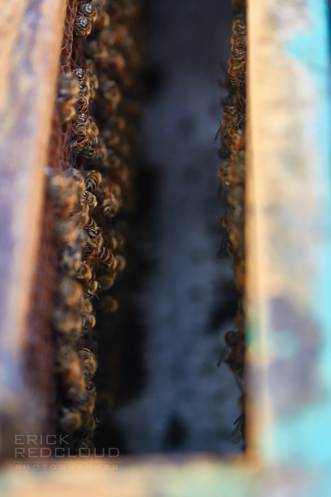 Inside The Hive